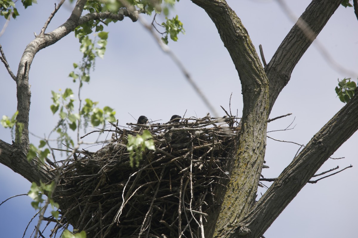 Bald Eagle - Paul Miller