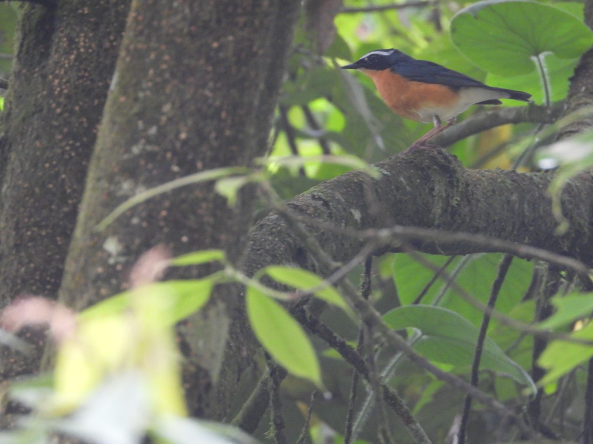 Indian Blue Robin - ML618812835