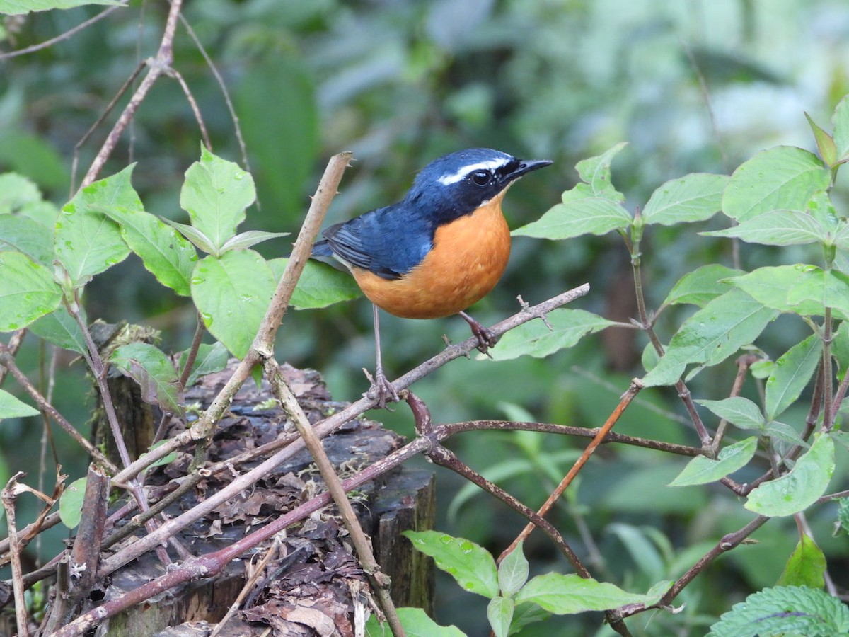 Indian Blue Robin - ML618812837