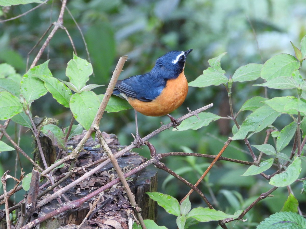 Indian Blue Robin - ML618812838