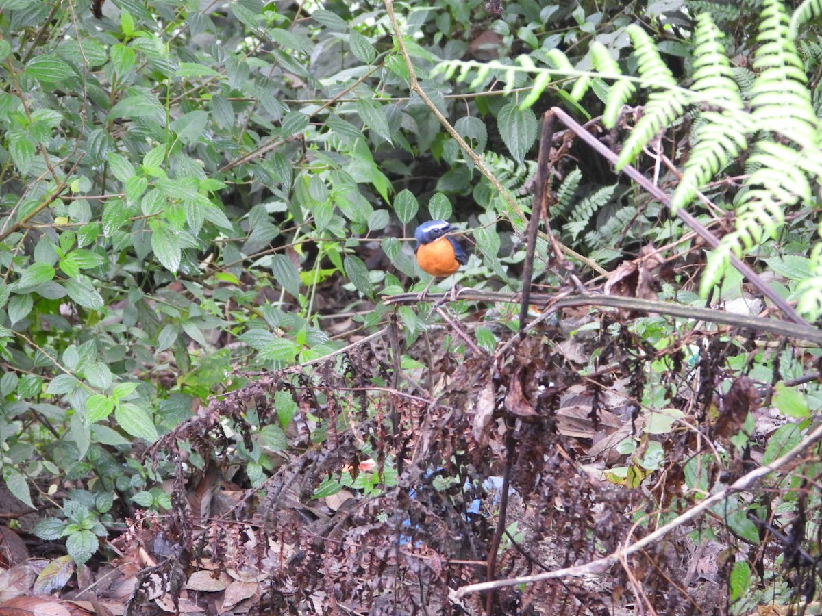 Indian Blue Robin - ML618812839