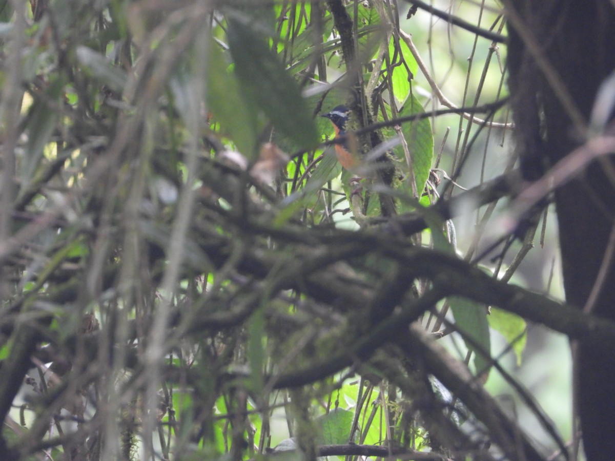 Indian Blue Robin - ML618812840