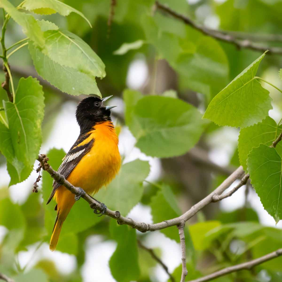 Baltimore Oriole - Susan Nishio