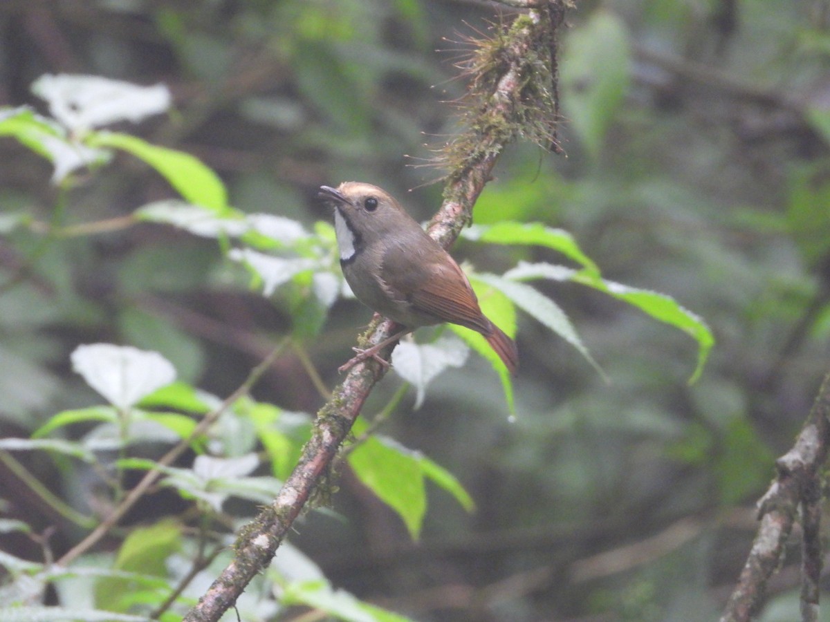 White-gorgeted Flycatcher - ML618812858