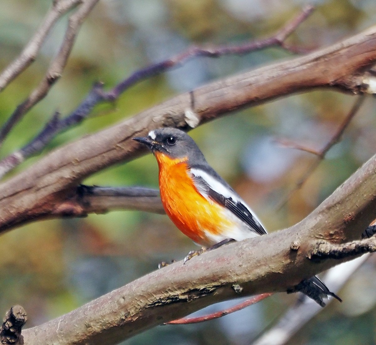 Flame Robin - Steve Law