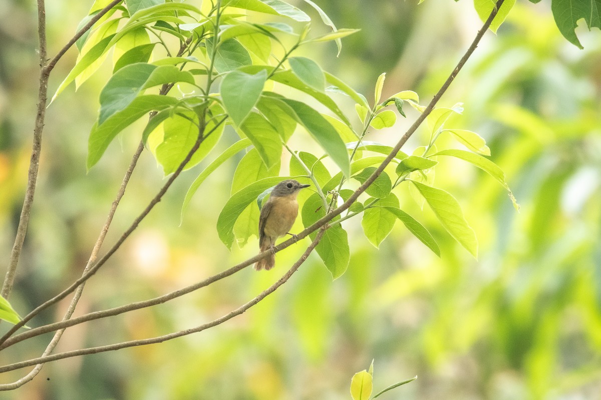 Pale-chinned Flycatcher - Kumar RR