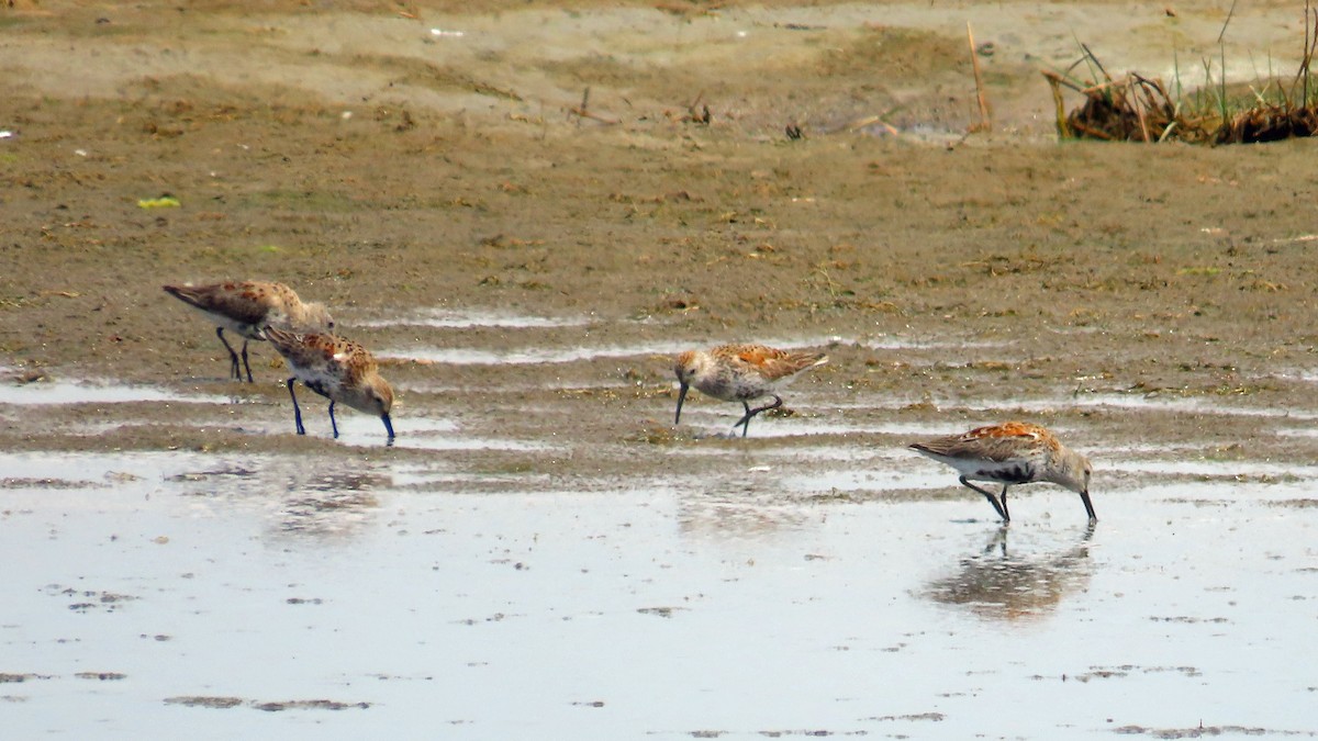 Dunlin - JoAnn Potter Riggle 🦤