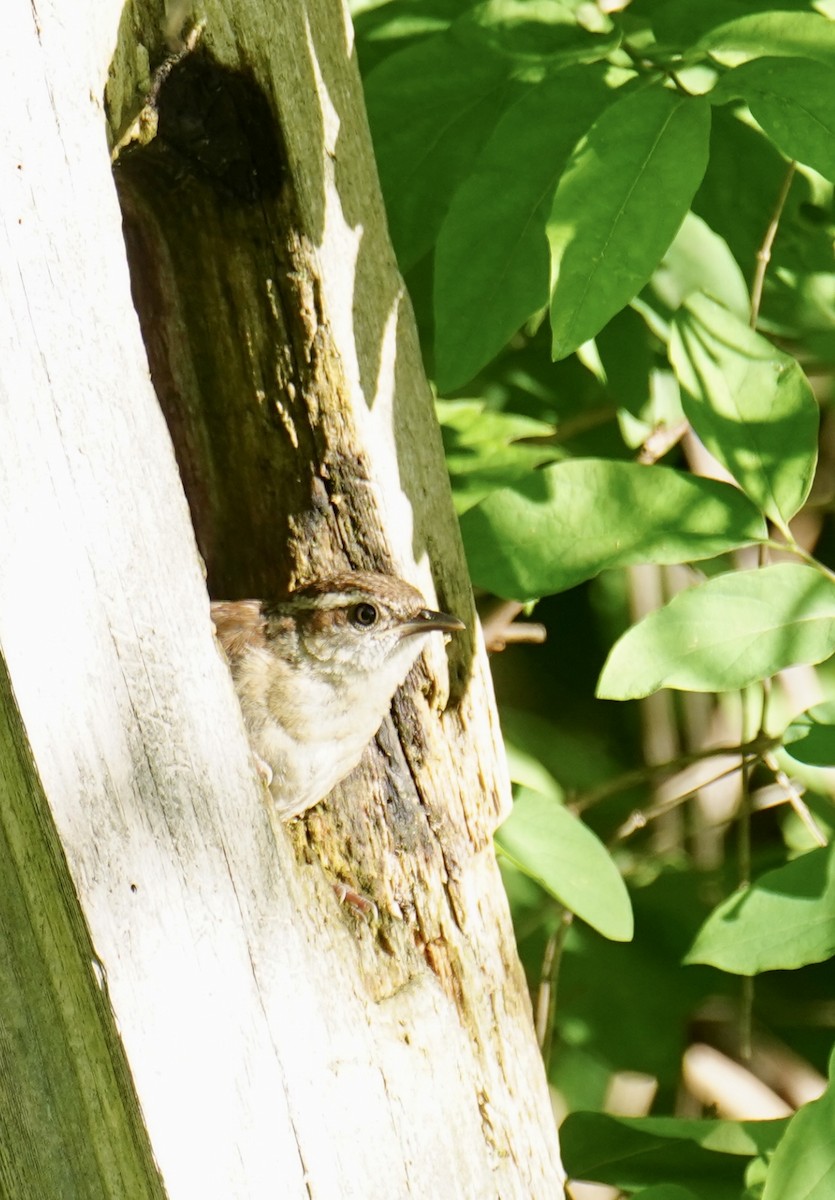 Carolina Wren - kristie hutchinson