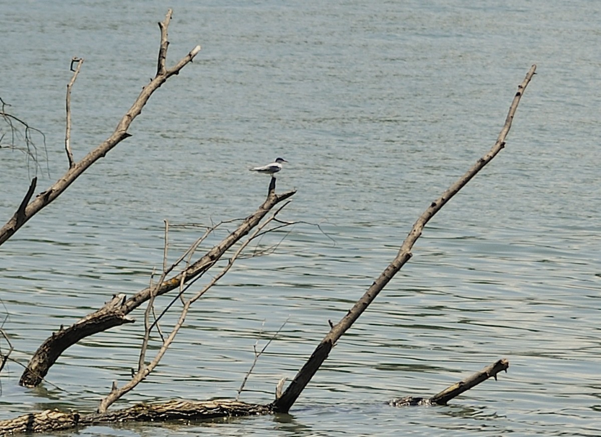 Whiskered Tern - ML618812893