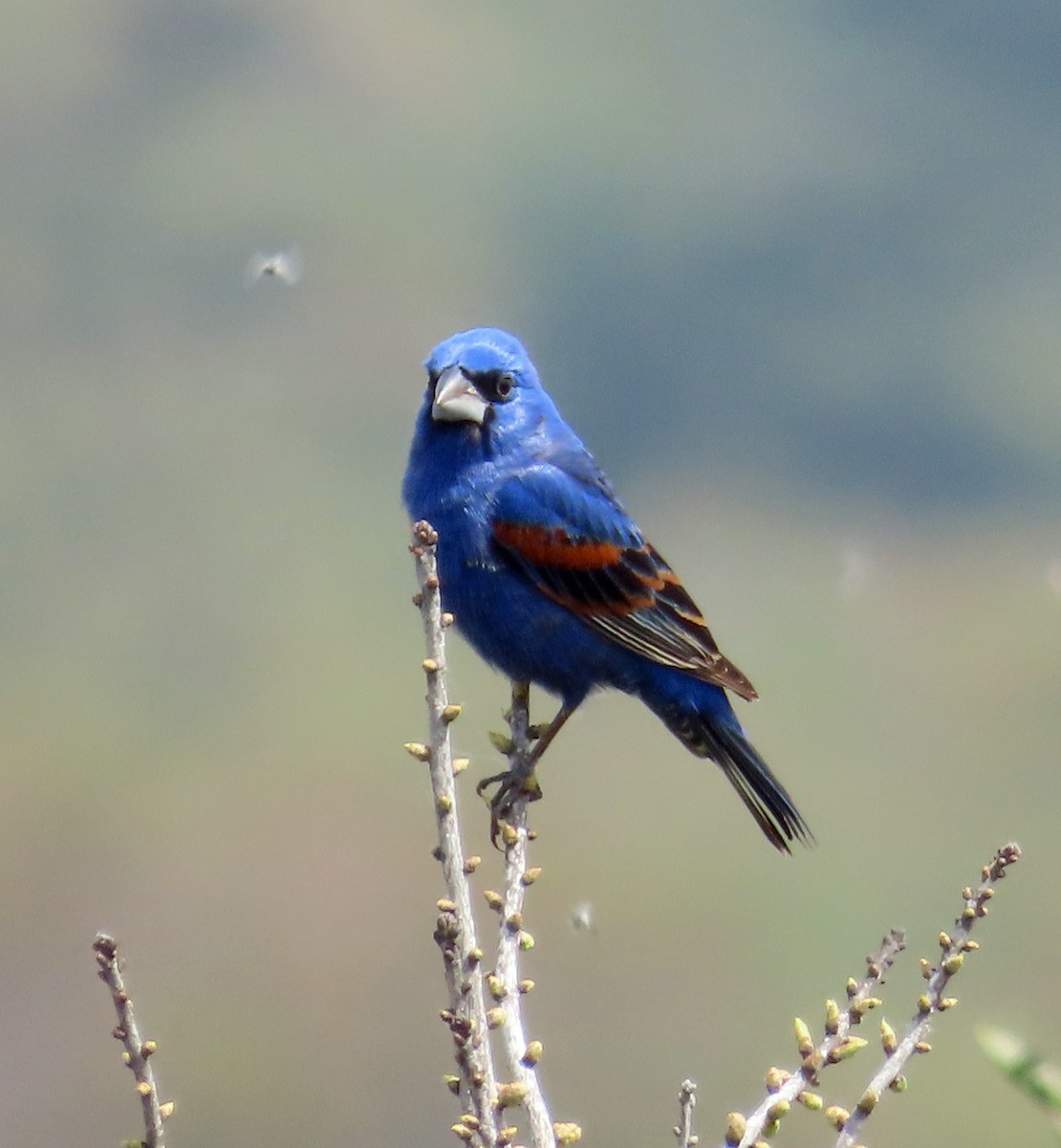 Blue Grosbeak - JoAnn Potter Riggle 🦤