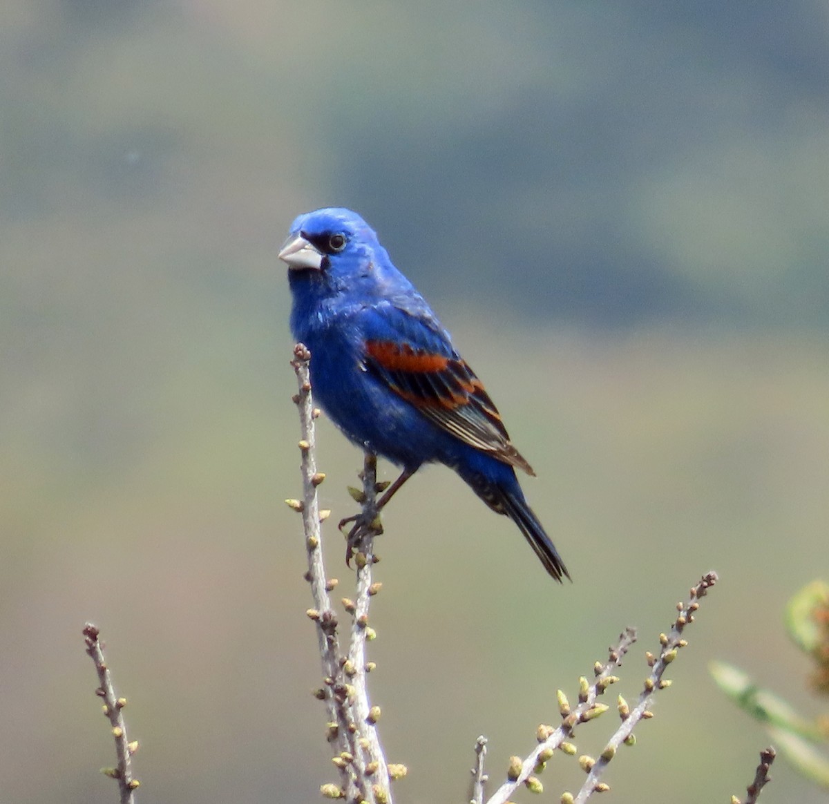 Blue Grosbeak - JoAnn Potter Riggle 🦤