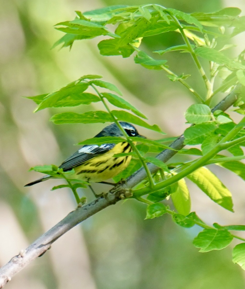 Magnolia Warbler - kristie hutchinson