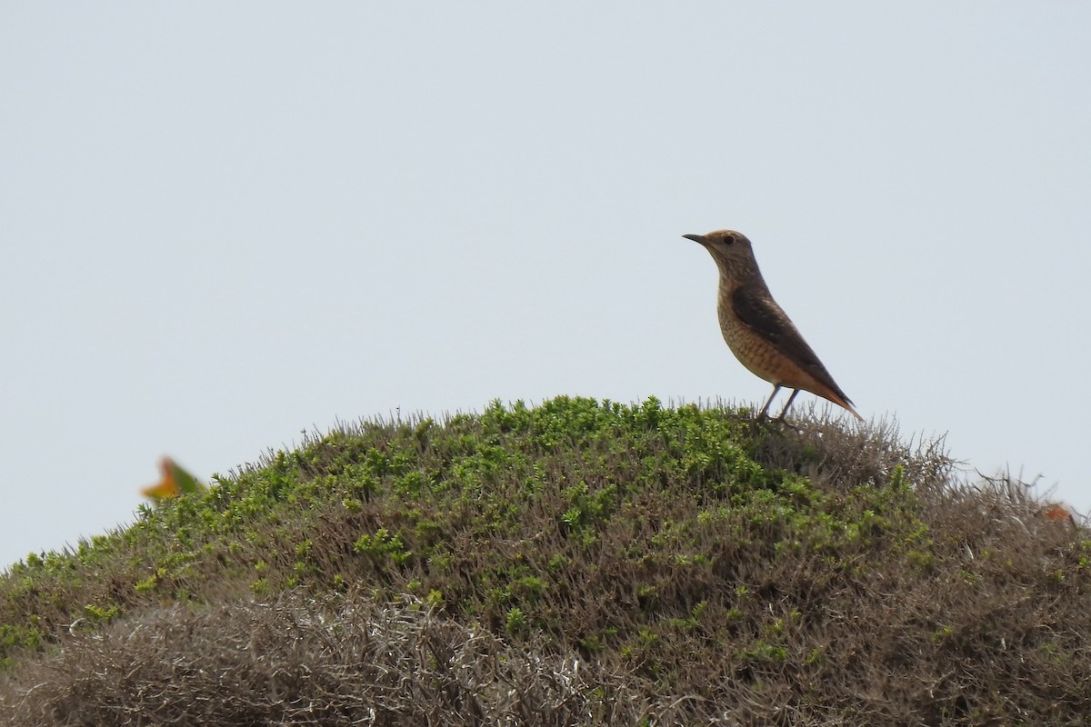 Rufous-tailed Rock-Thrush - Luca Bonomelli