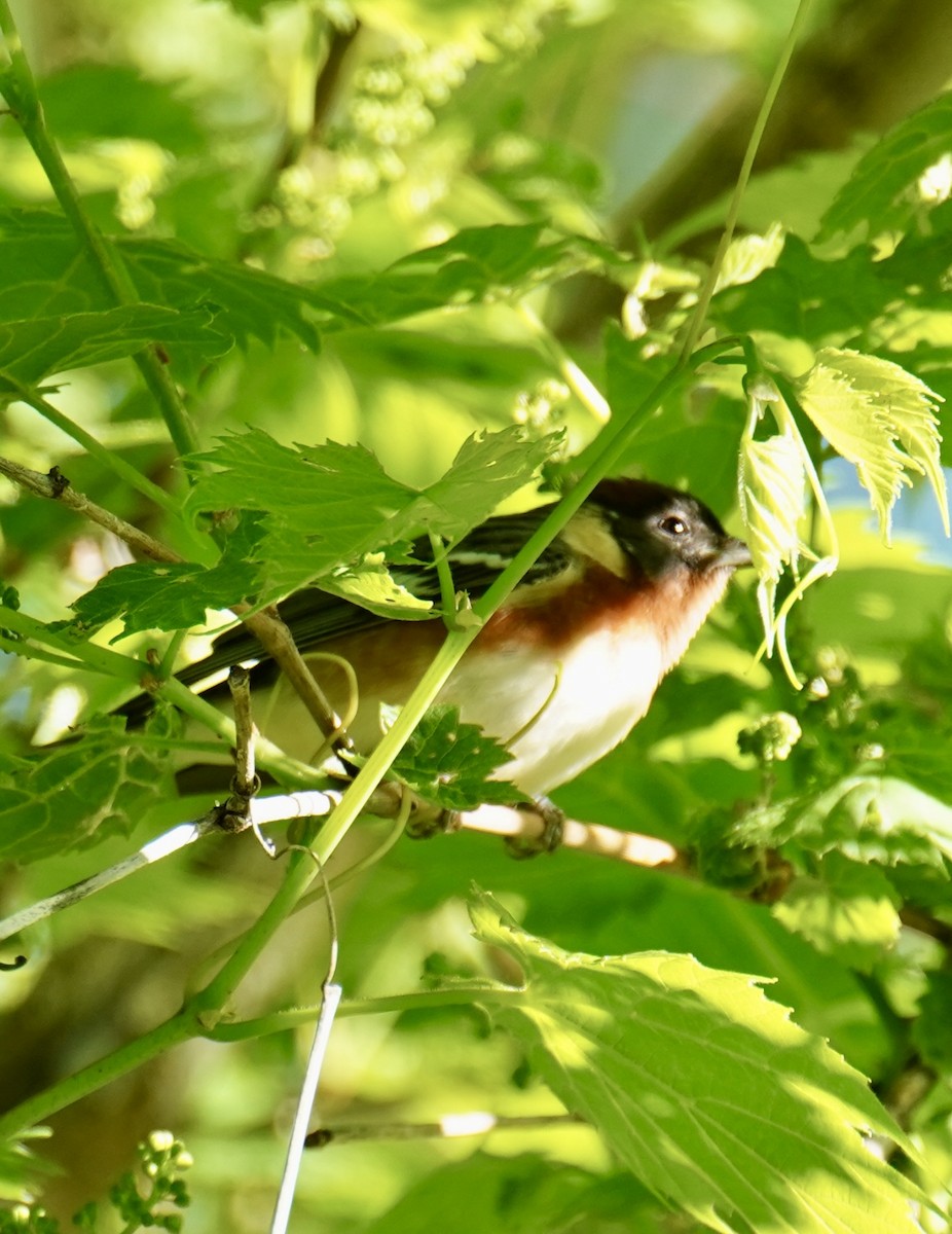 Bay-breasted Warbler - kristie hutchinson