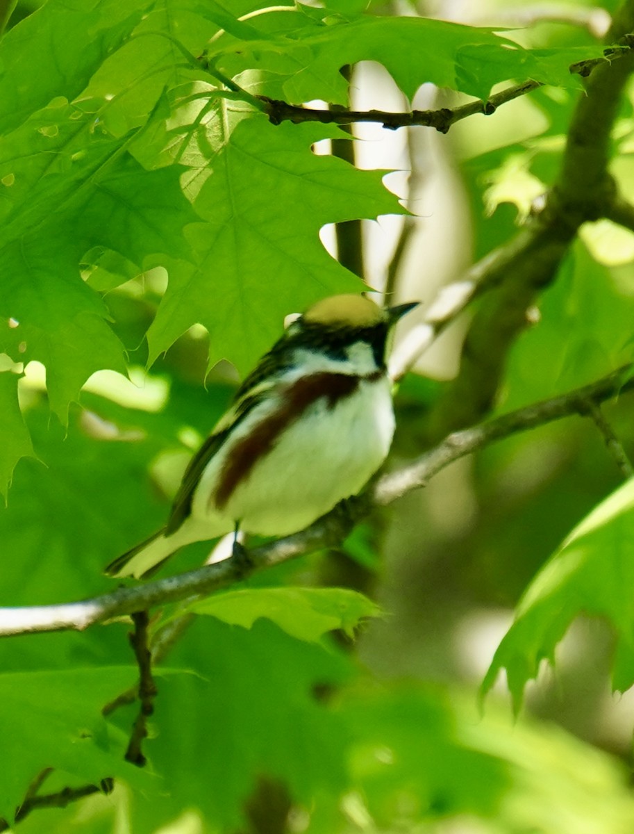 Chestnut-sided Warbler - kristie hutchinson