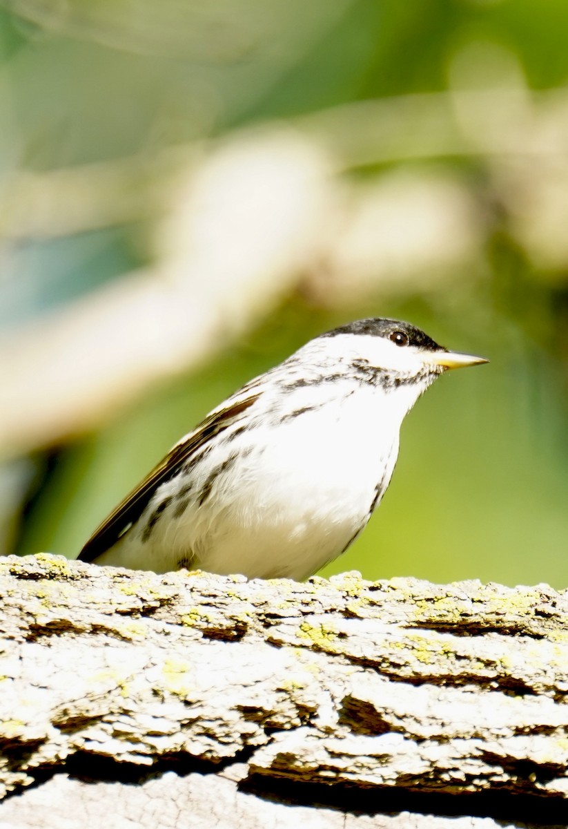 Blackpoll Warbler - kristie hutchinson