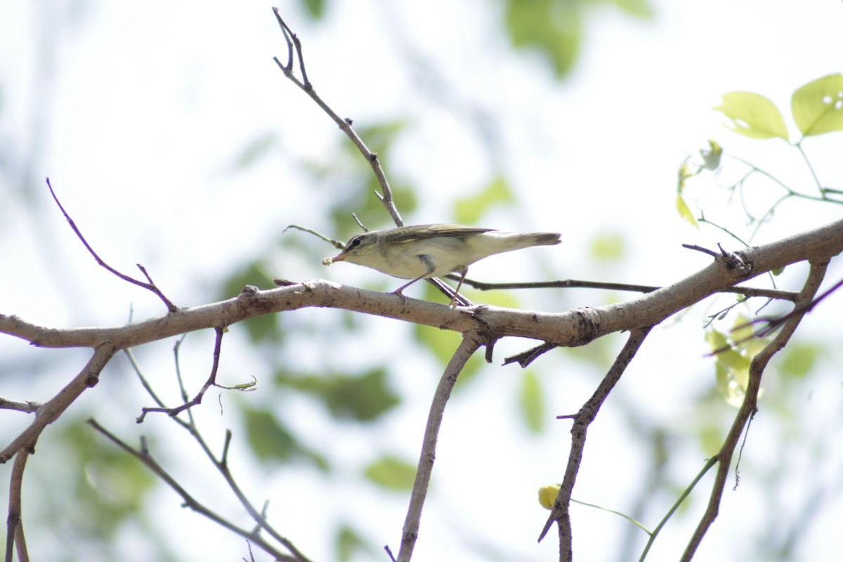 Arctic/Kamchatka Leaf Warbler - ML618812921