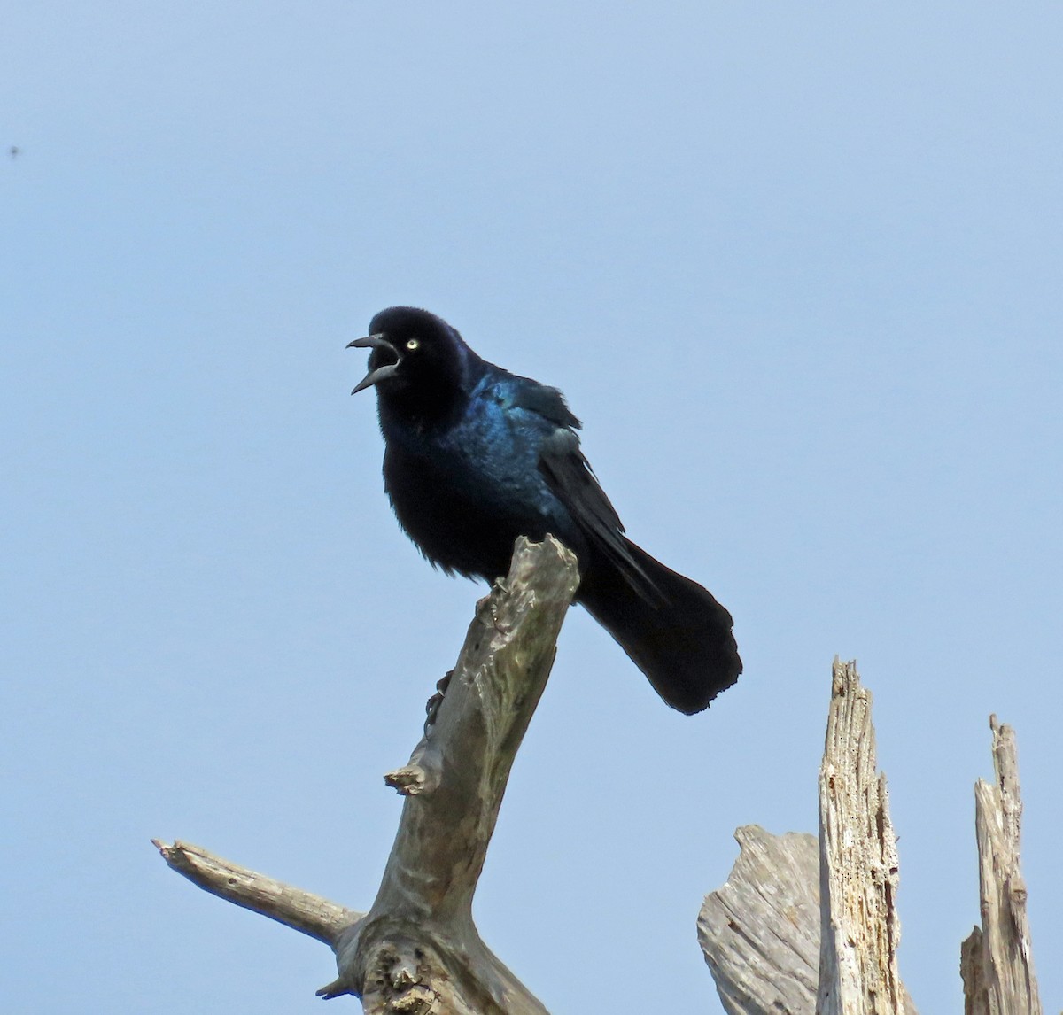 Boat-tailed Grackle - JoAnn Potter Riggle 🦤