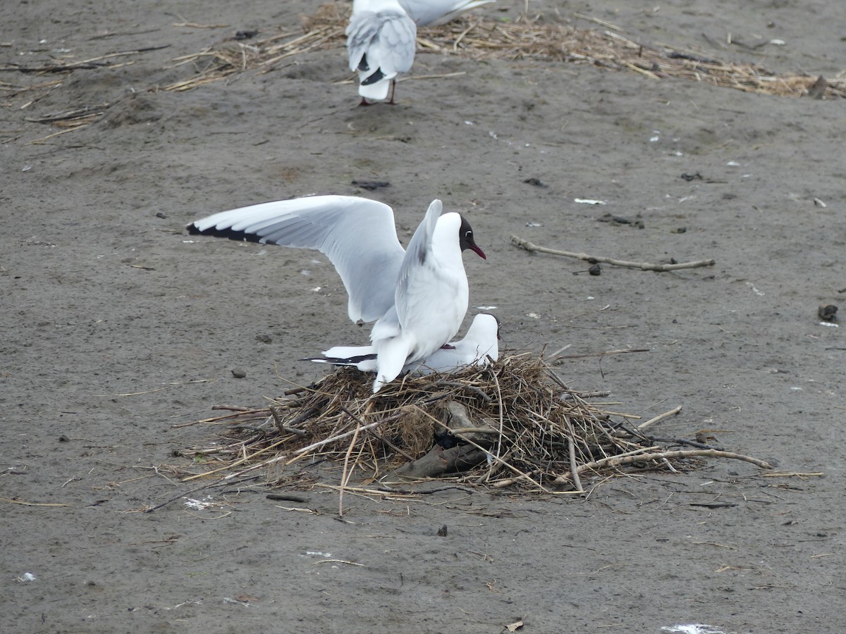 Black-headed Gull - Guy Kirwan