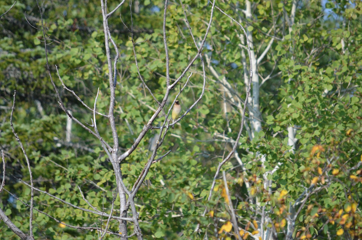 Cedar Waxwing - ML618812941