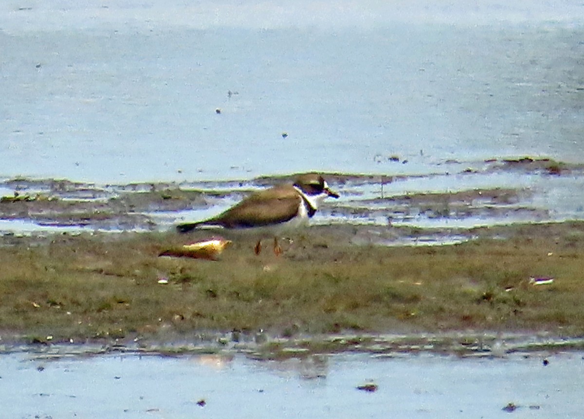 Semipalmated Plover - JoAnn Potter Riggle 🦤