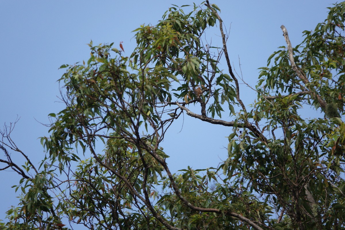 Black-breasted Myzomela - Anonymous