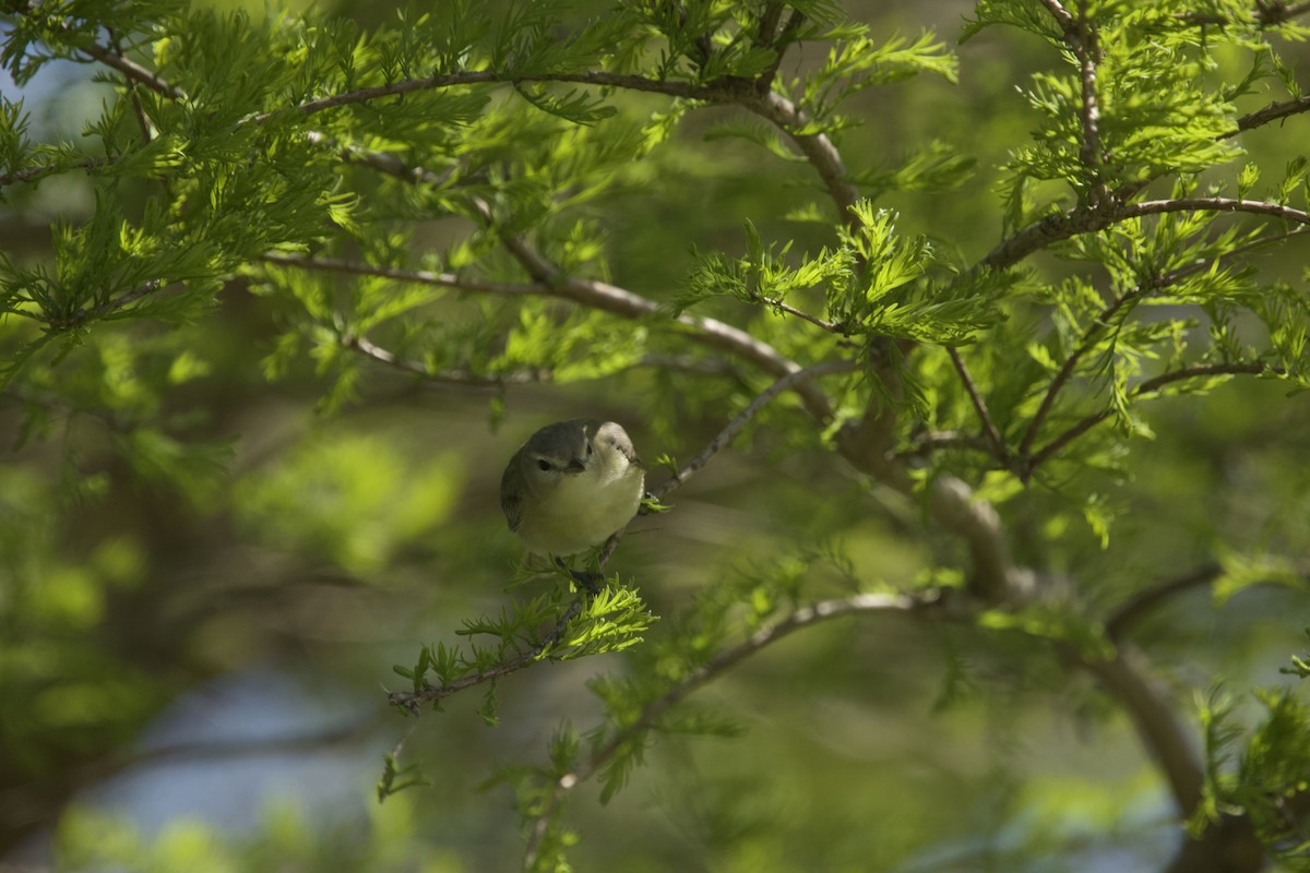 Warbling Vireo - Paul Miller