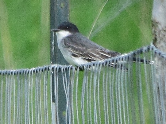 Eastern Kingbird - William Depew