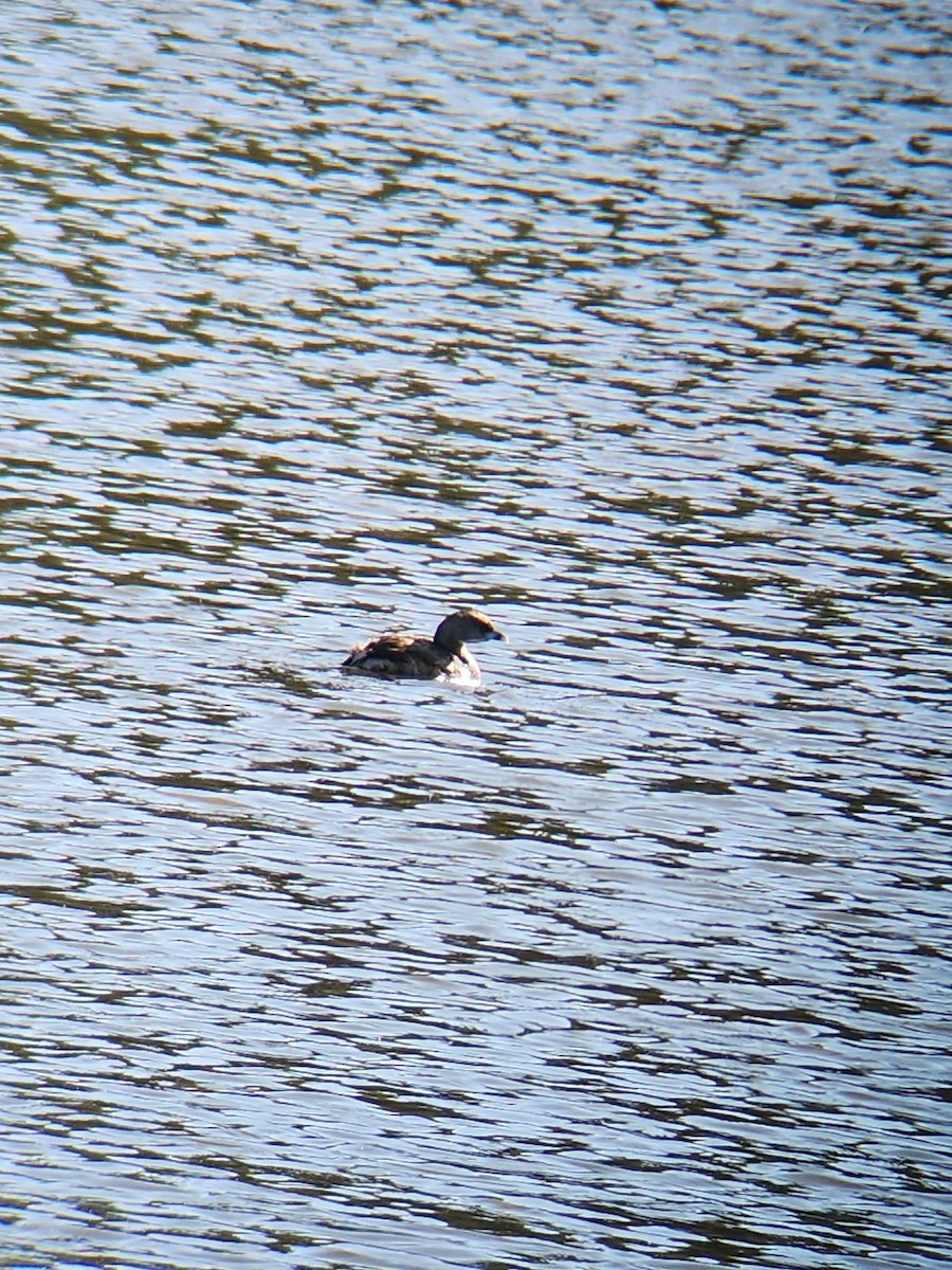 Pied-billed Grebe - Brandon Reed