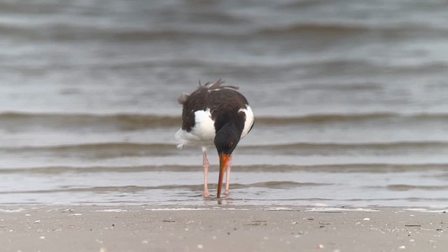 American Oystercatcher - ML618812961