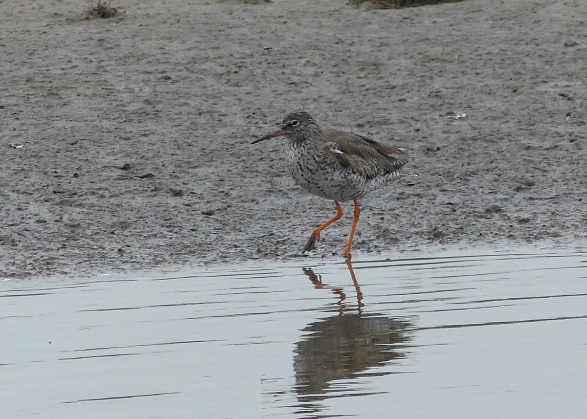 Common Redshank - Guy Kirwan