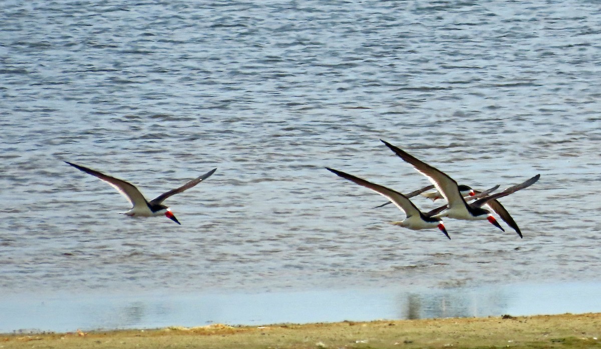 Black Skimmer - JoAnn Potter Riggle 🦤