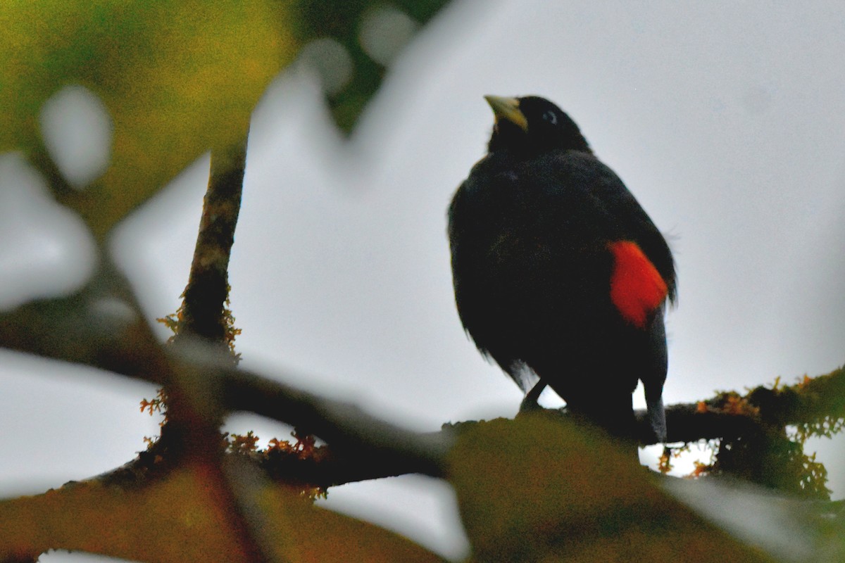 Scarlet-rumped Cacique (Subtropical) - Tim Wing