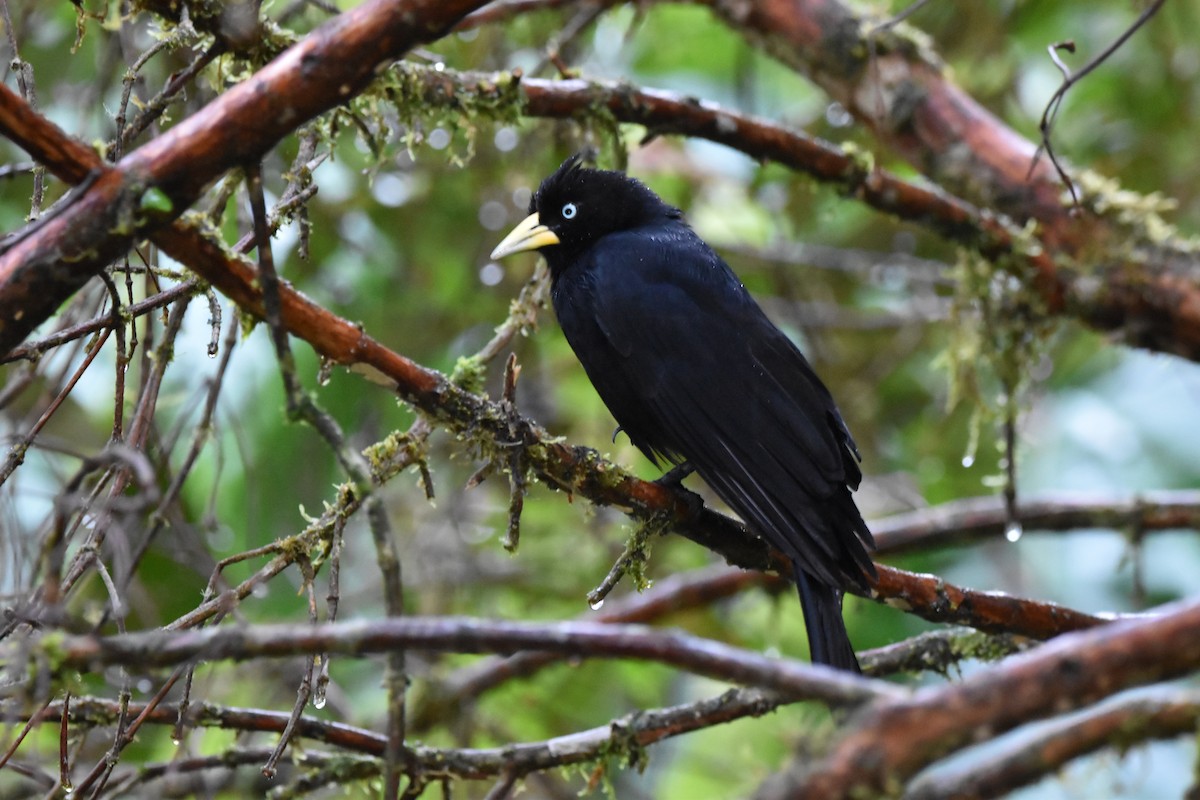 Scarlet-rumped Cacique (Subtropical) - Tim Wing