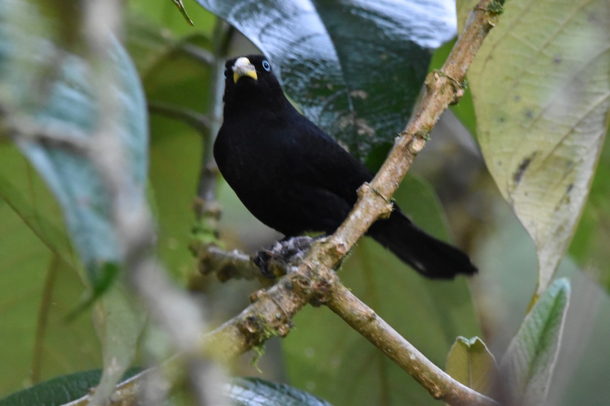 Scarlet-rumped Cacique (Subtropical) - ML618812985