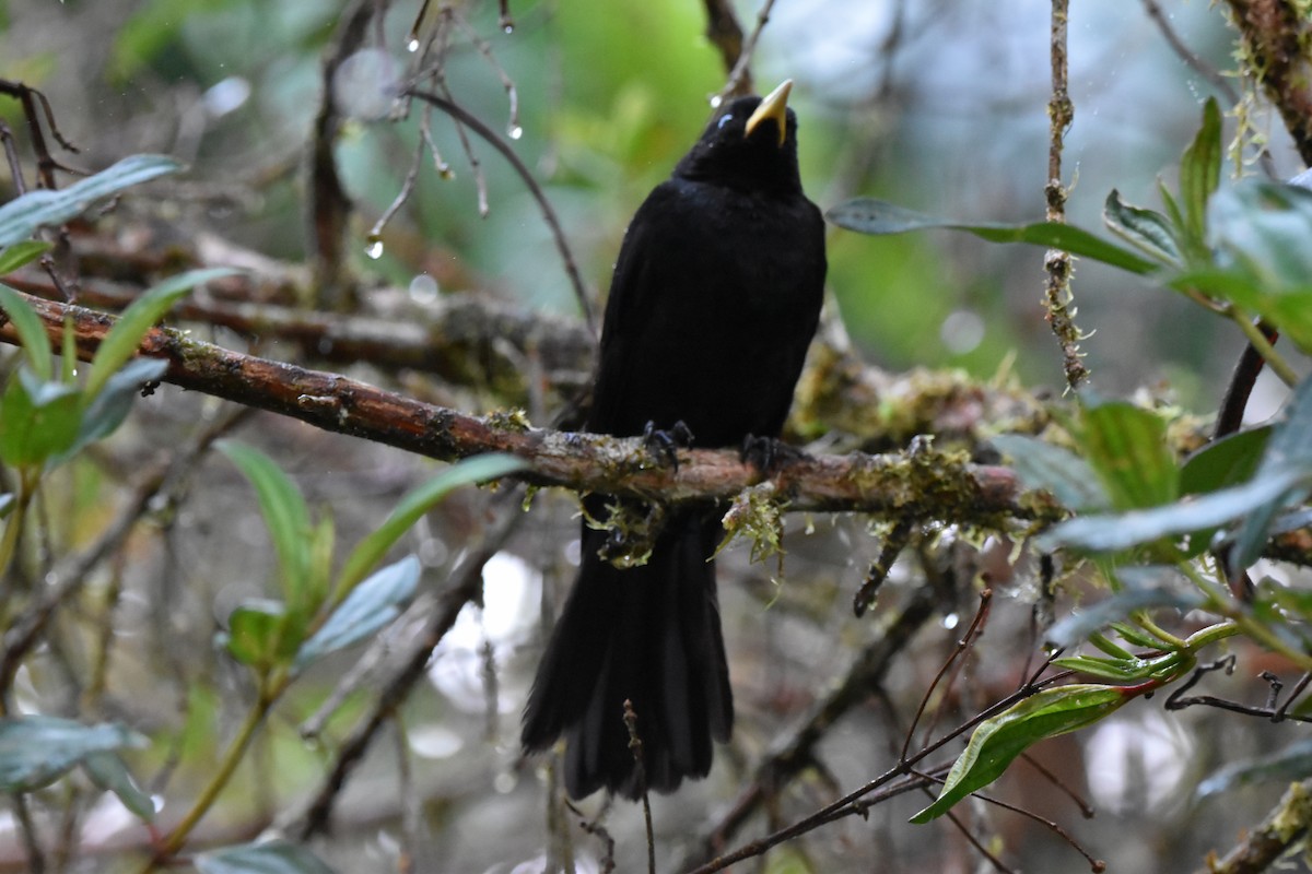 Scarlet-rumped Cacique (Subtropical) - Tim Wing