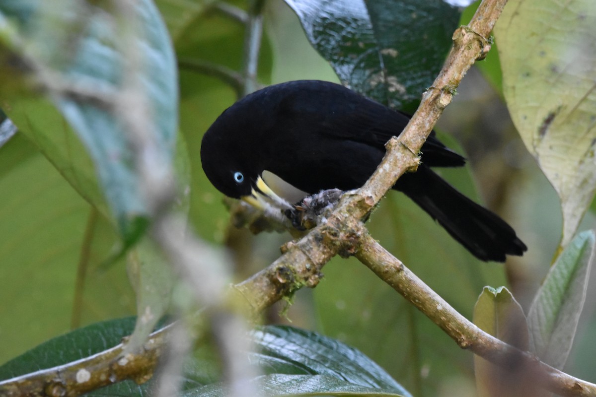 Cacique Lomiescarlata (uropygialis) - ML618812988