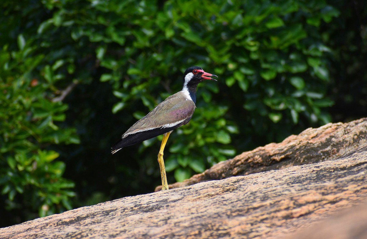 Red-wattled Lapwing - Anand Birdlife