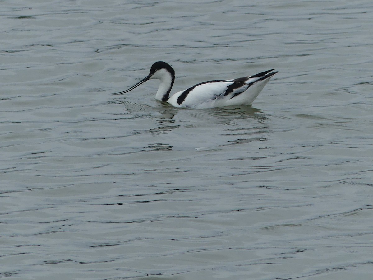 Avocette élégante - ML618813008