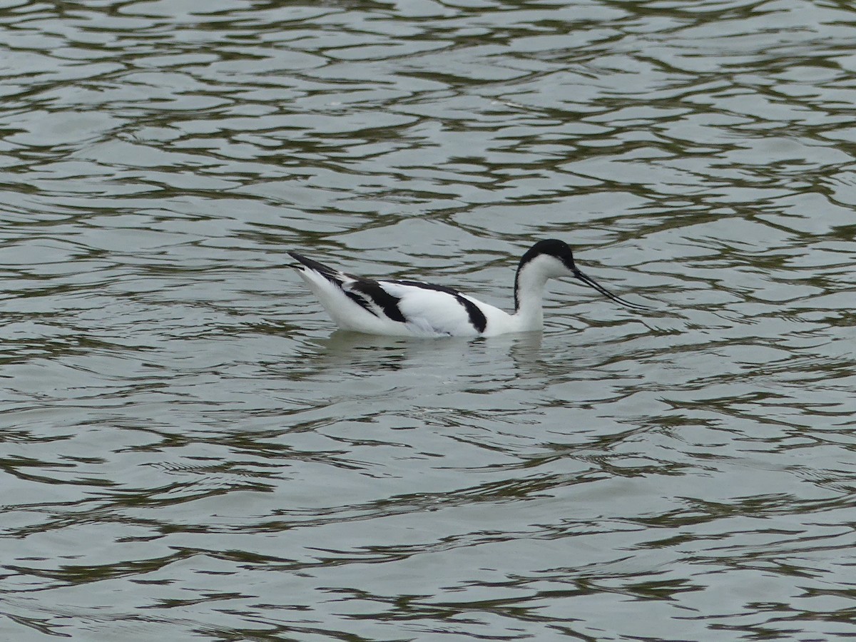 Pied Avocet - Guy Kirwan