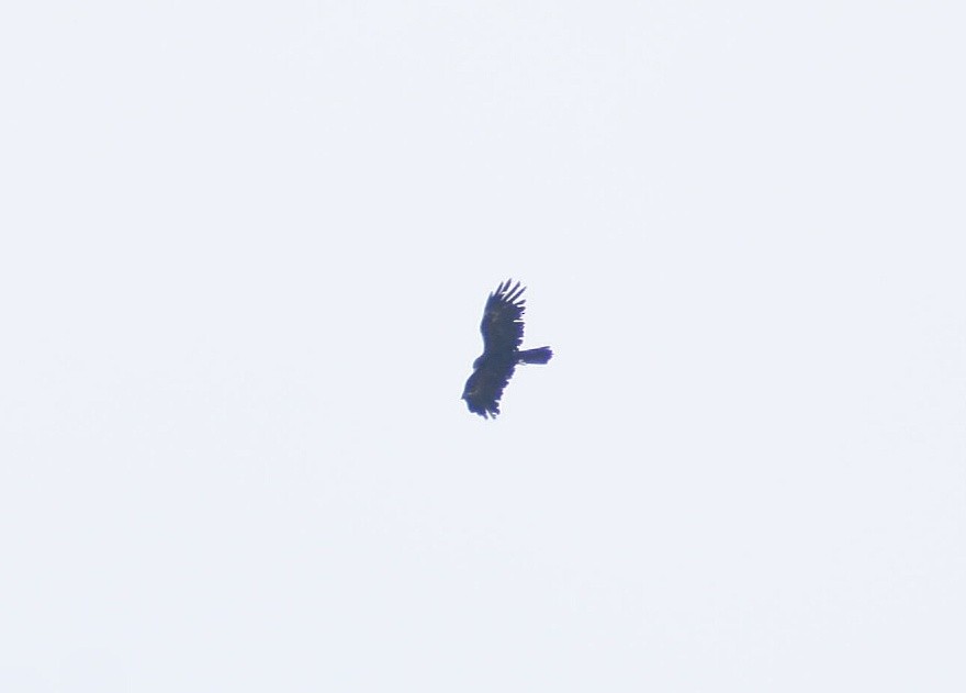 Black Eagle - Anand Birdlife