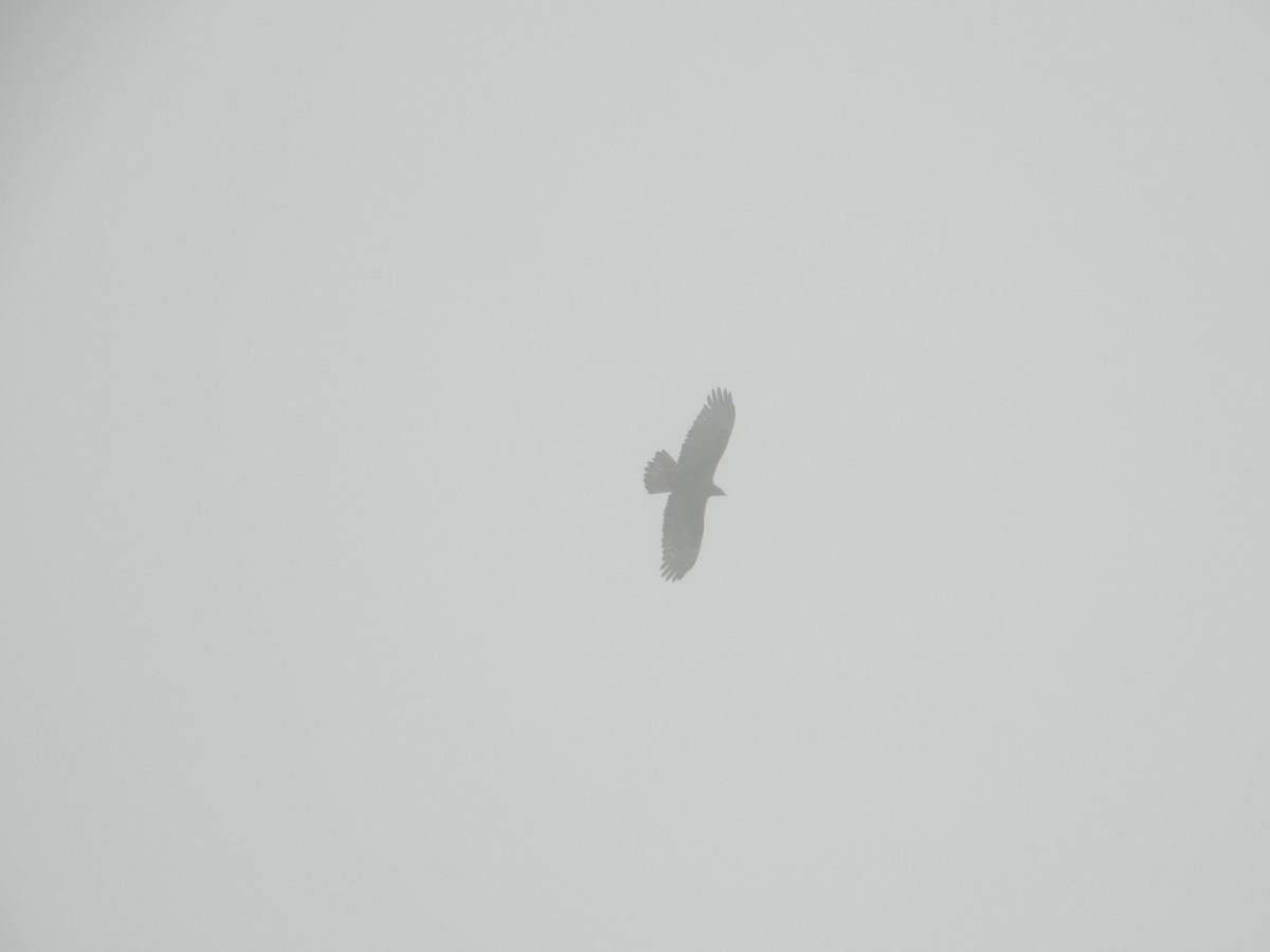 Himalayan Buzzard - Chaiti Banerjee