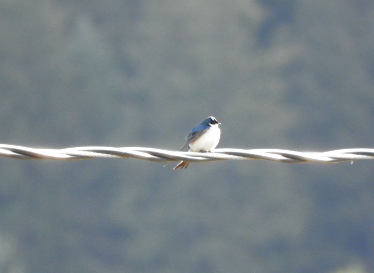 Tree Swallow - Christian Rixen