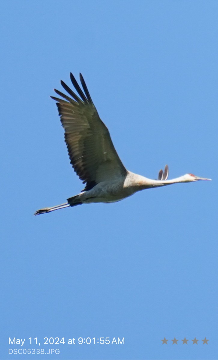 Sandhill Crane - kristie hutchinson