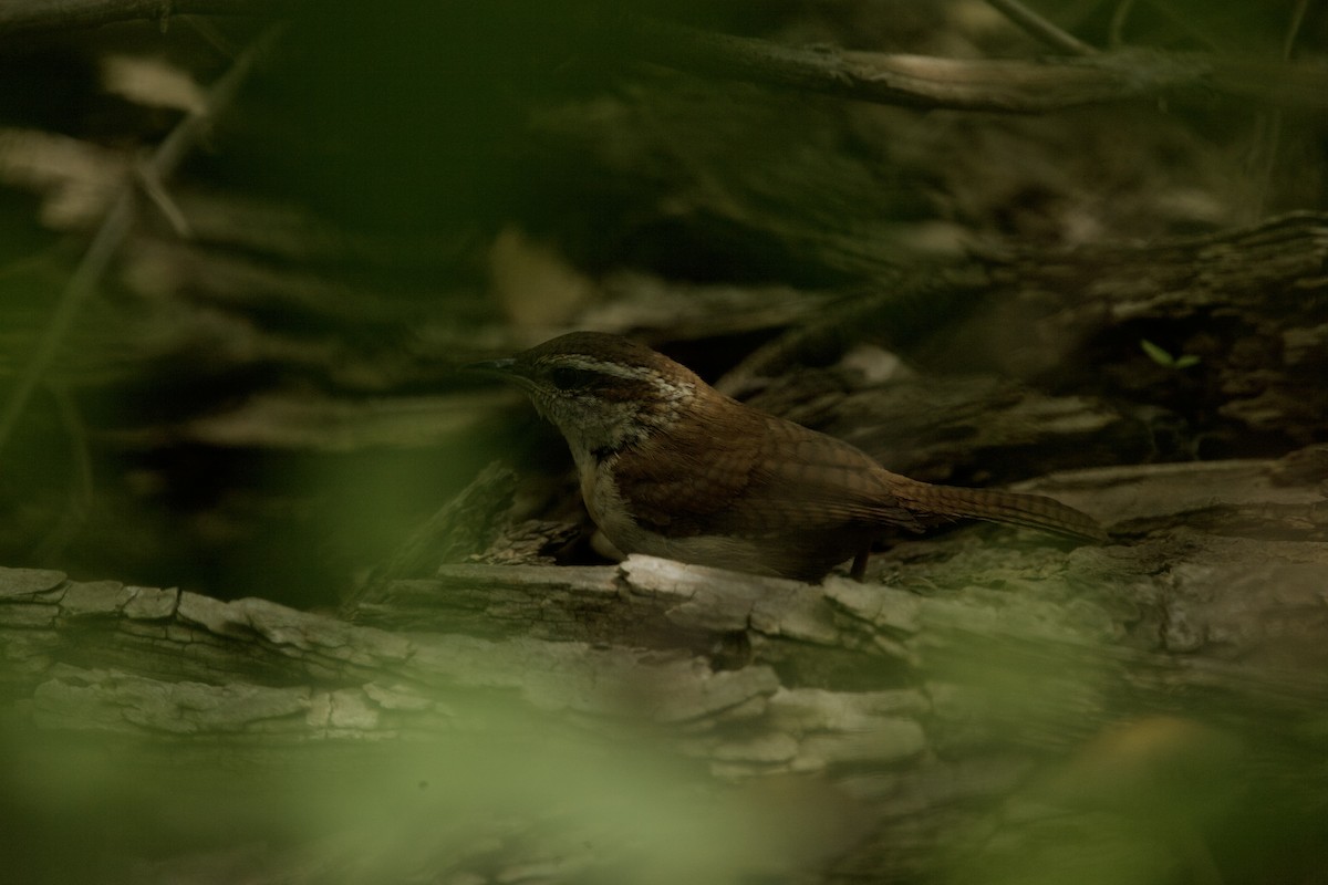 Carolina Wren - ML618813040