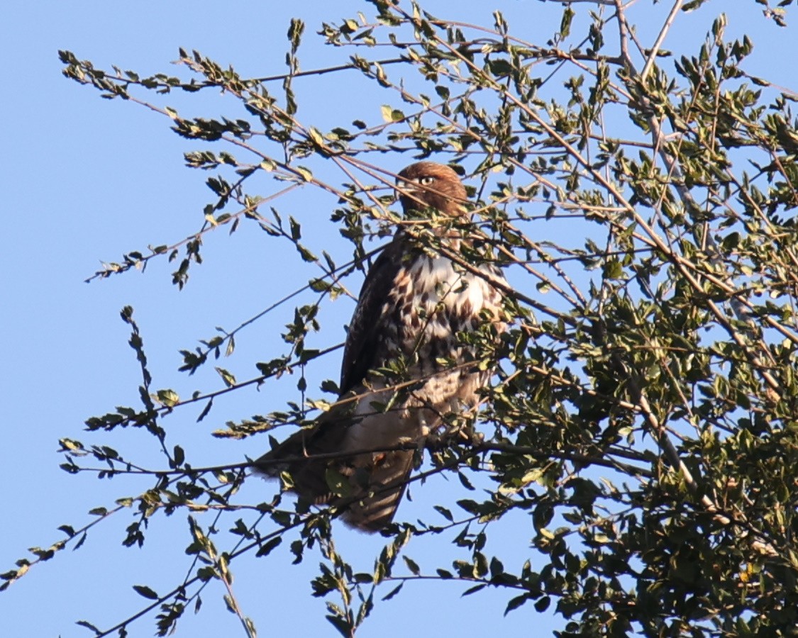 Red-tailed Hawk - Linda Dalton