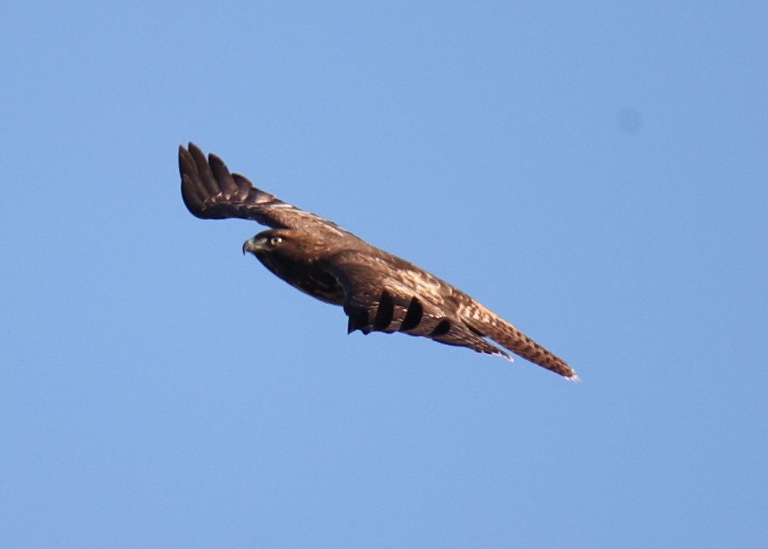 Red-tailed Hawk - Linda Dalton