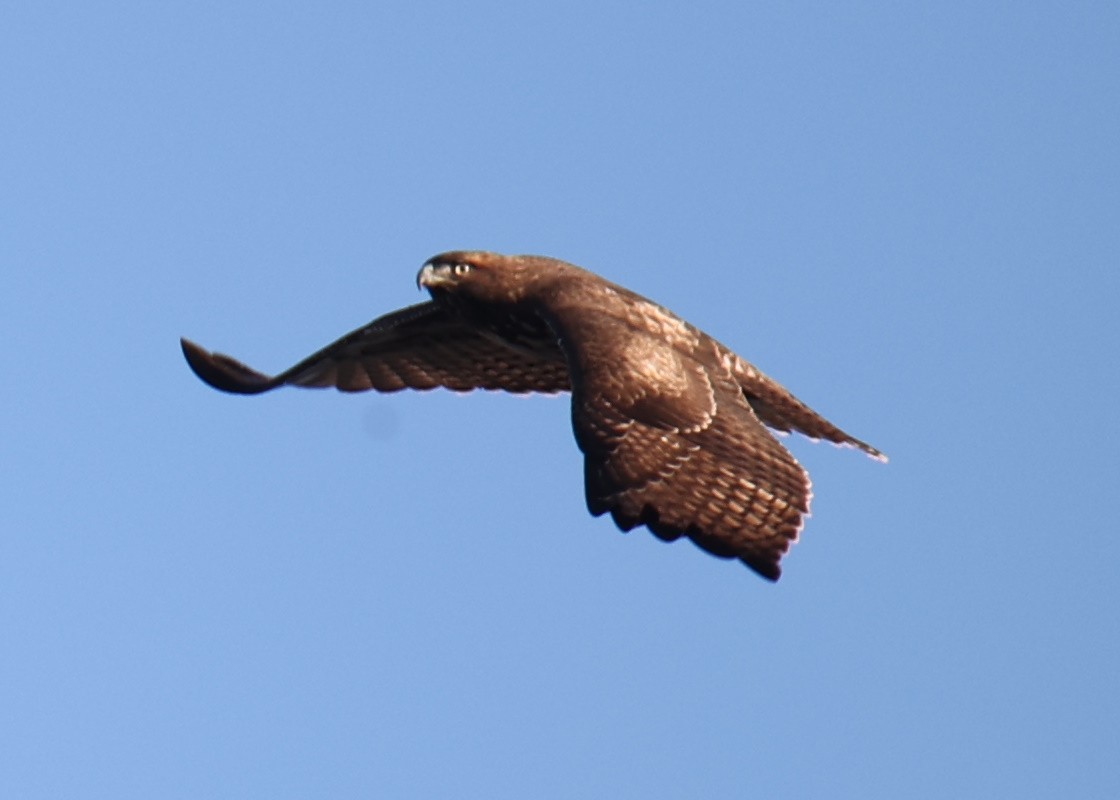 Red-tailed Hawk - Linda Dalton