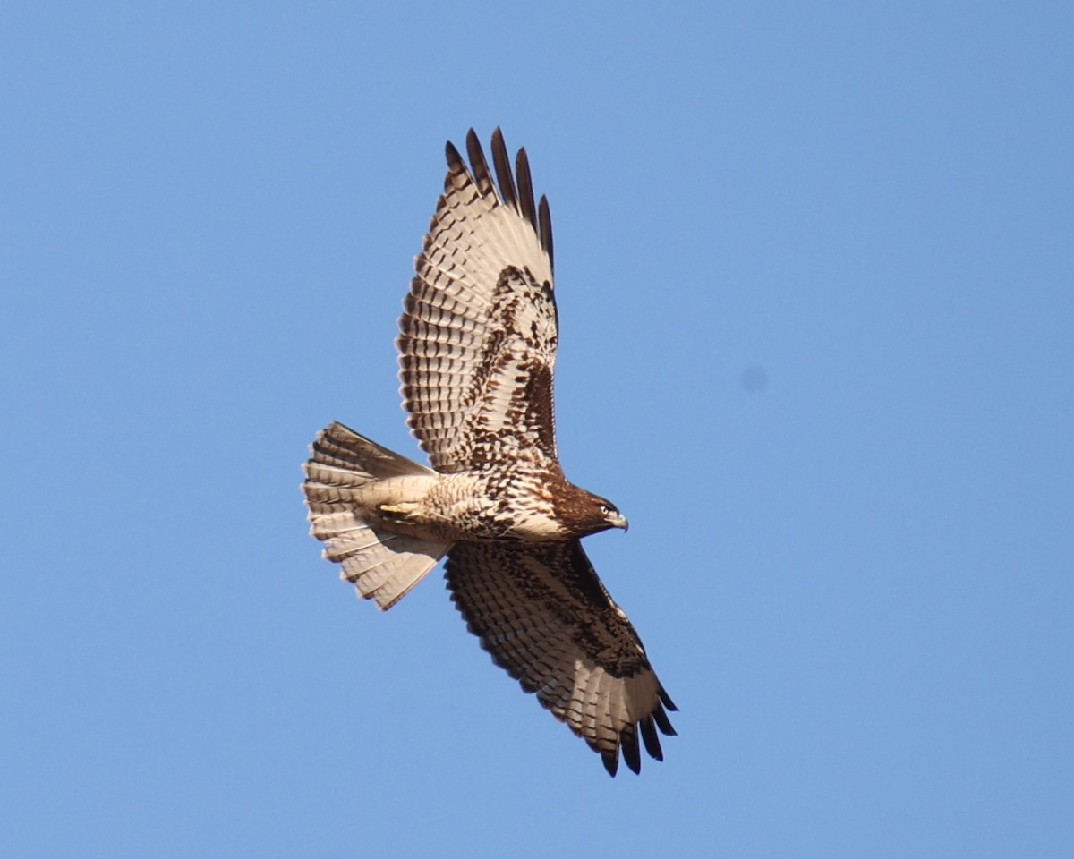 Red-tailed Hawk - Linda Dalton