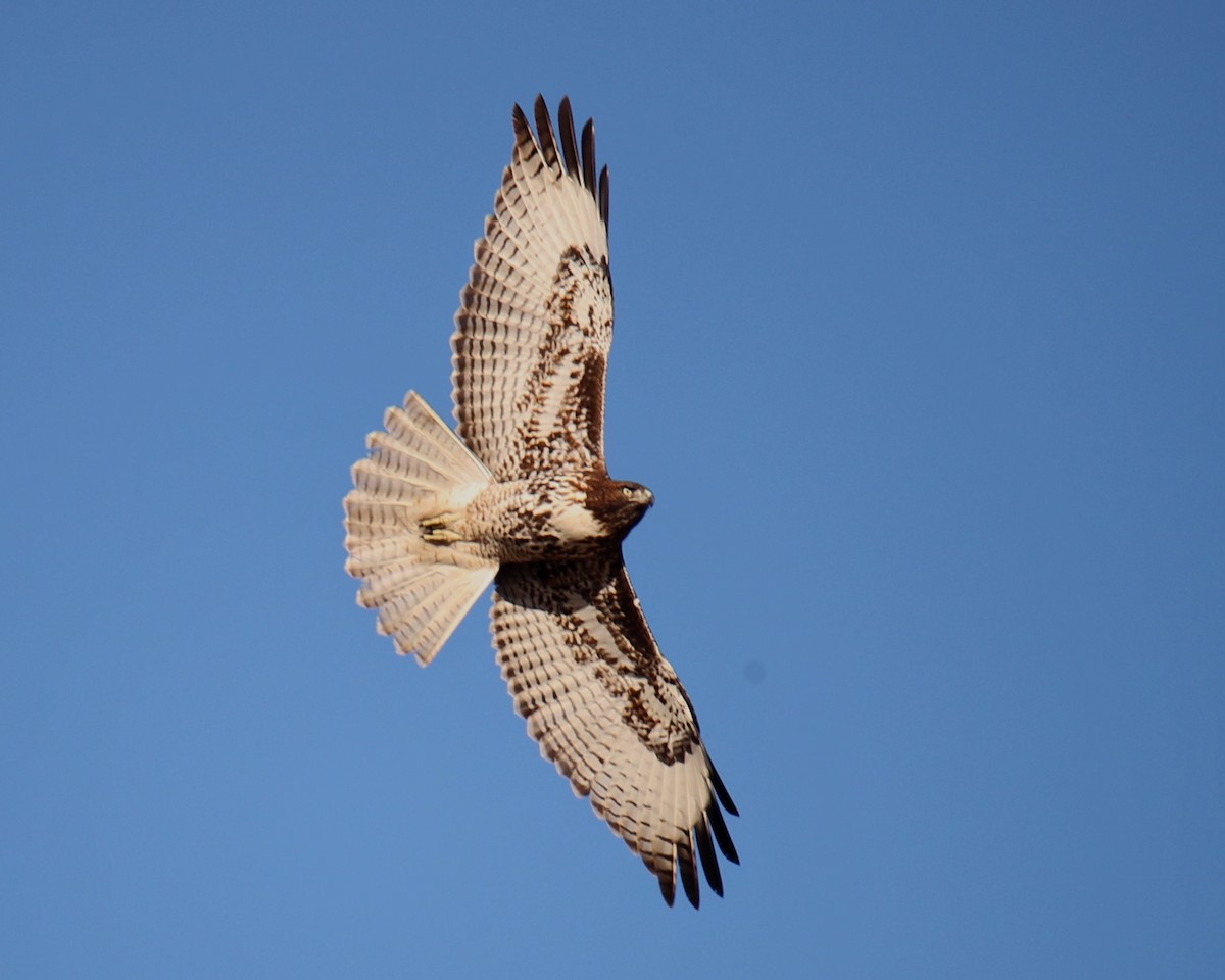 Red-tailed Hawk - Linda Dalton